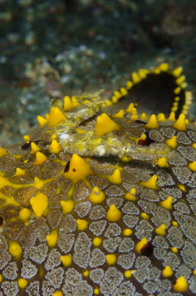Indonesia, Lembeh Strait Pipefish on sea star